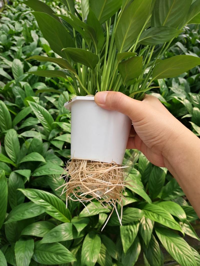 白掌盆栽一帆风顺水培室内花卉好水养的绿植基地直发