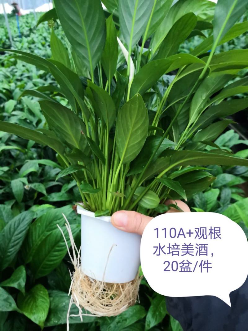 白掌盆栽一帆风顺水培室内花卉好水养的绿植基地直发