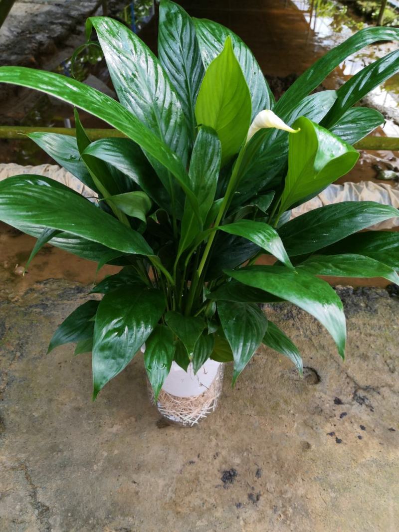白掌盆栽一帆风顺水培室内花卉好水养的绿植基地直发