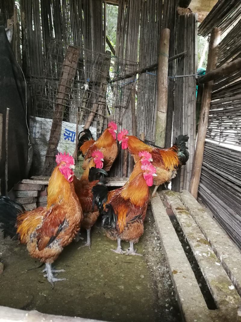 （农家红薯黄豆豌豆玉米）土杂鸡