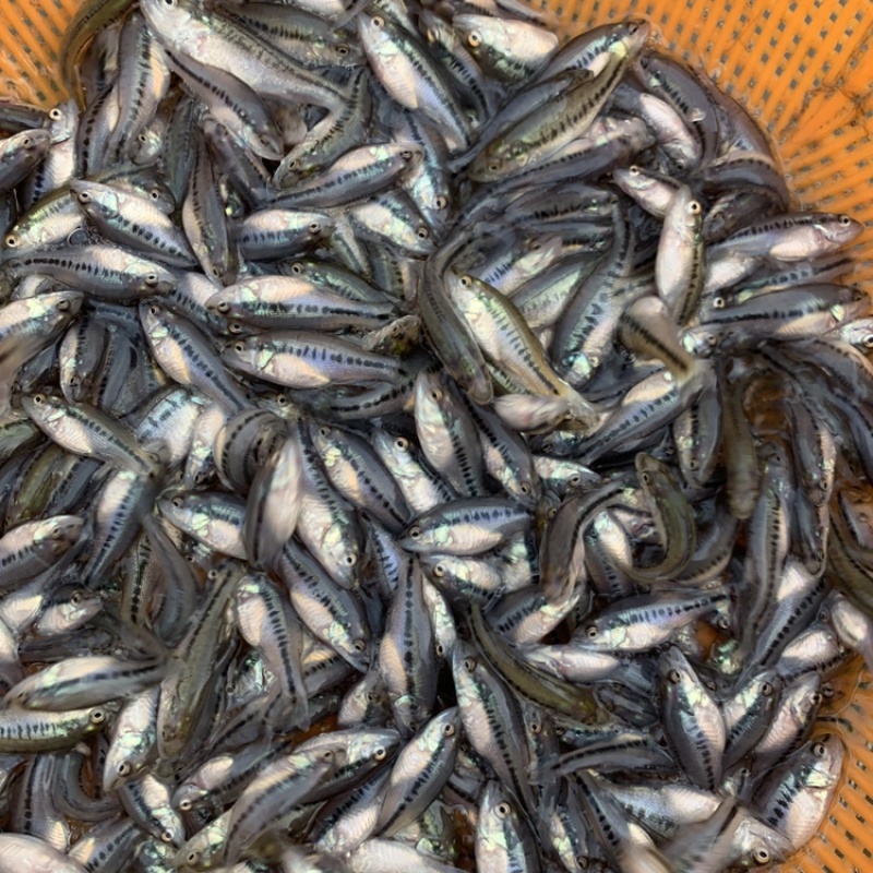 优质加州鲈鱼苗已训化吃饲料规格齐整全国发货包邮包活