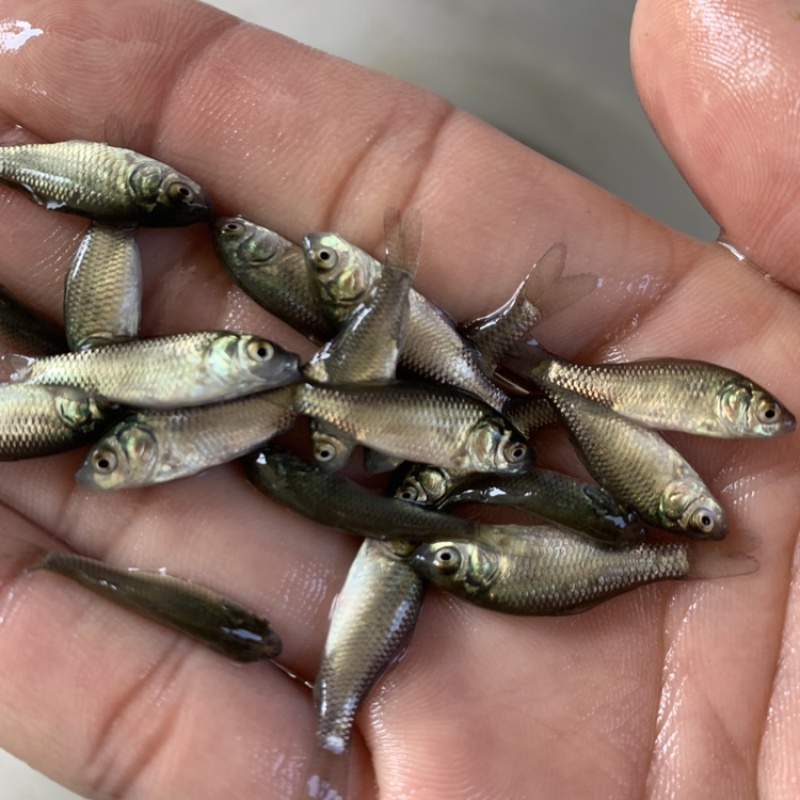中科5号，鲫鱼苗，工程鲫，杂交鲫鱼苗，湘云鲫3~4厘米