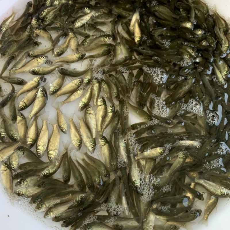 中科5号，鲫鱼苗，工程鲫，杂交鲫鱼苗，湘云鲫3~4厘米