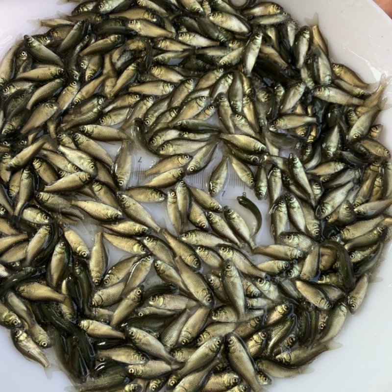 中科5号，鲫鱼苗，工程鲫，杂交鲫鱼苗，湘云鲫3~4厘米