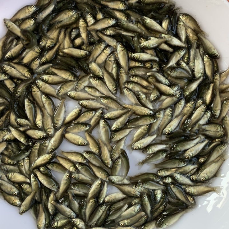 中科5号，鲫鱼苗，工程鲫，杂交鲫鱼苗，湘云鲫3~4厘米