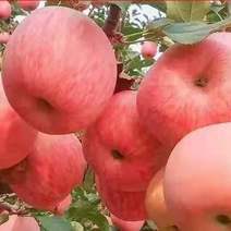 精品红富士苹果树苗免费基地直销现挖现卖