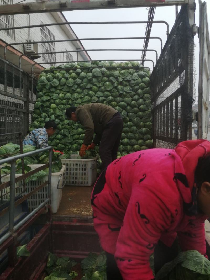 圆包菜产地甘蓝精品包菜，价格便宜，欢迎来电，供应全国