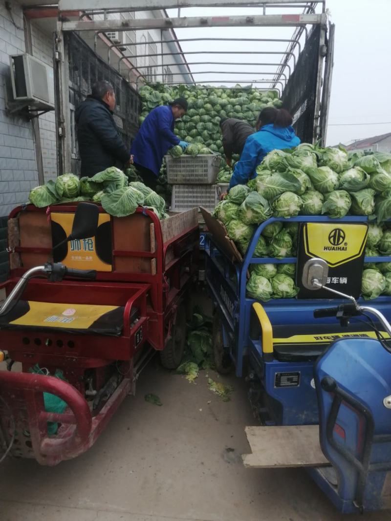 圆包菜产地甘蓝精品包菜，价格便宜，欢迎来电，供应全国