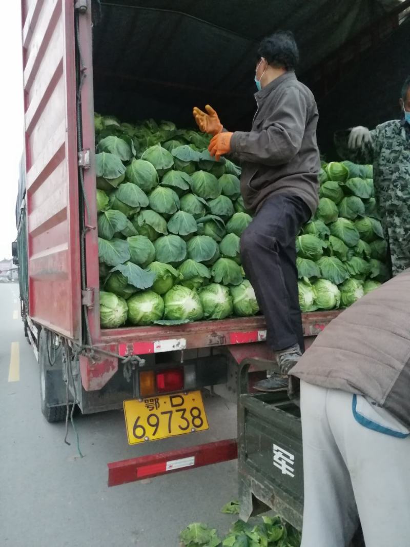 圆包菜产地甘蓝精品包菜，价格便宜，欢迎来电，供应全国