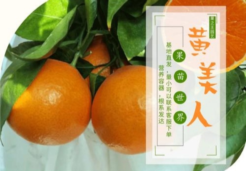 黄美人，柑橘枝条，全国包邮，签合同，欢迎基地实地考察