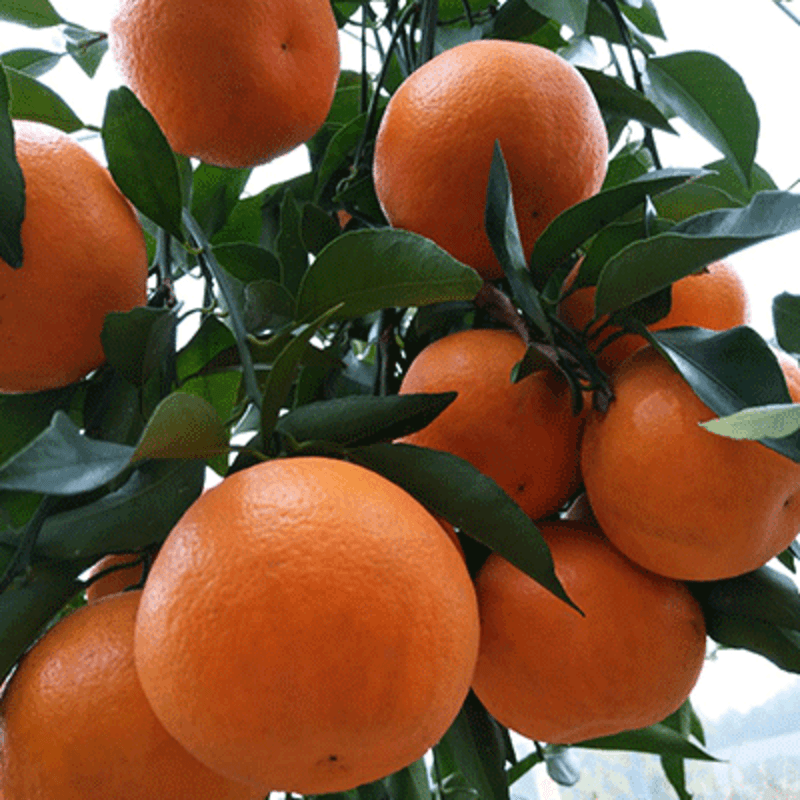 明日见柑橘苗高成活橘子苗签合同包品种提供手续发票