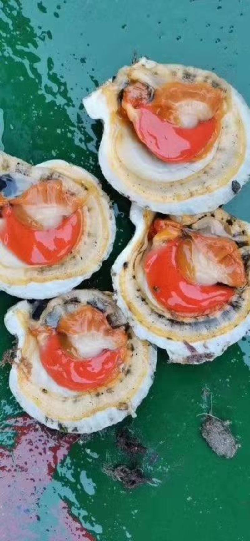 鲜活吊笼贝夏夷贝扇贝元贝贝壳类海产品批发保质保量