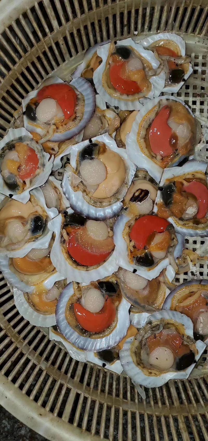 鲜活吊笼贝夏夷贝扇贝元贝贝壳类海产品批发保质保量