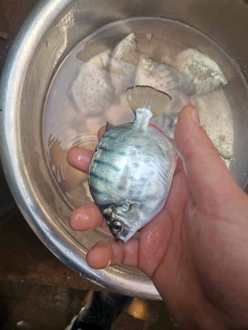 低价出售银鼓鱼，金鼓鱼