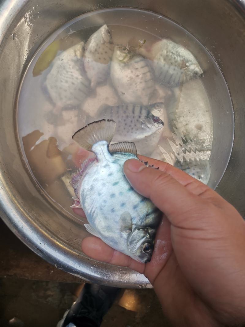 低价出售银鼓鱼，金鼓鱼