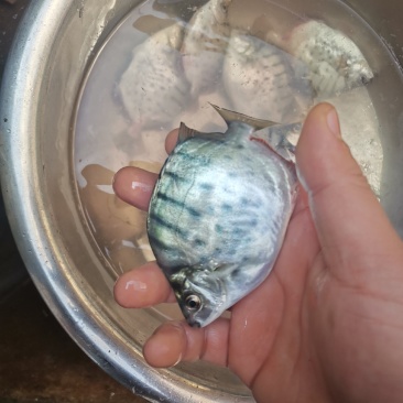 低价出售银鼓鱼，金鼓鱼
