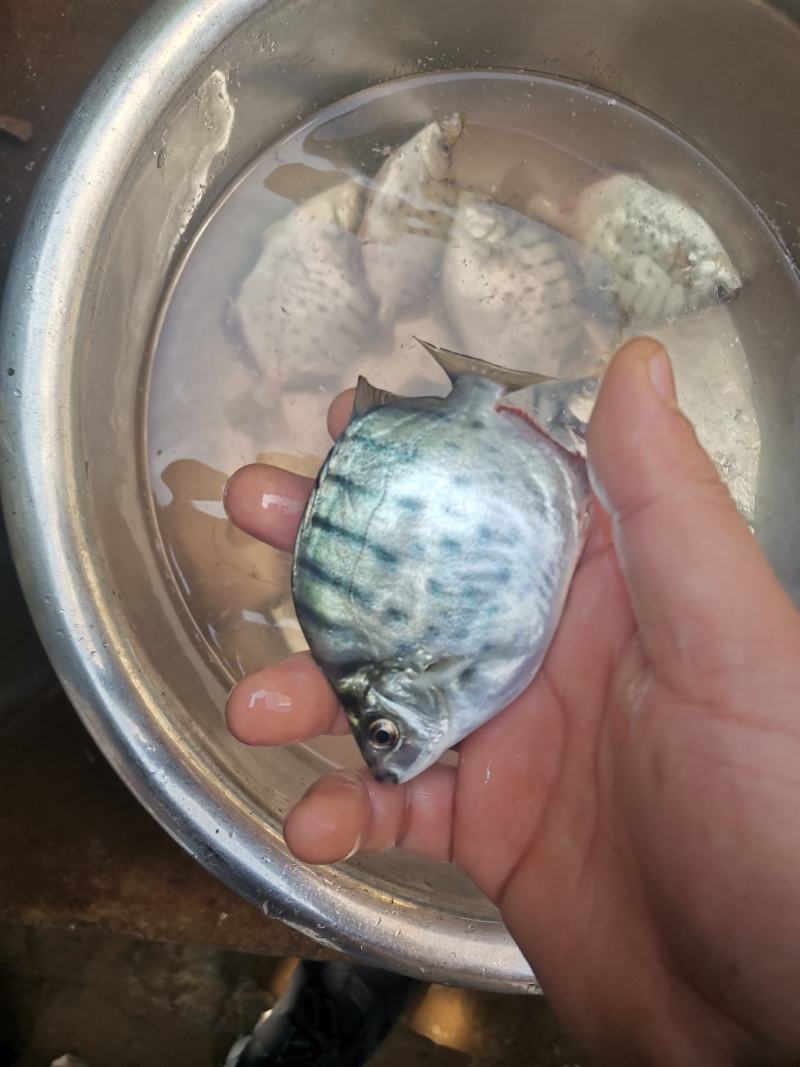 低价出售银鼓鱼，金鼓鱼