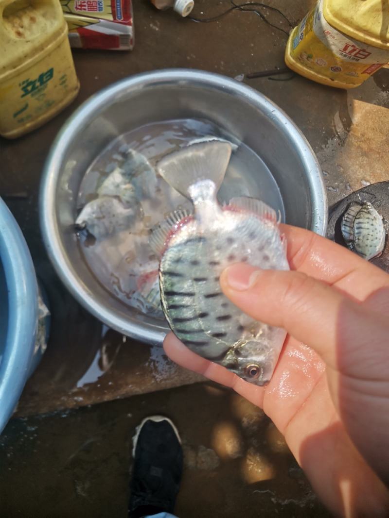 低价出售银鼓鱼，金鼓鱼