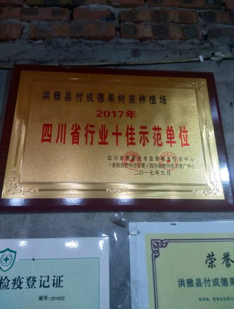 无核沃柑枝条，50亩基地，可实地考察，量大从优，品种纯正