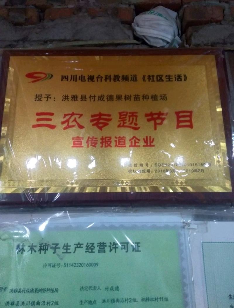 无核沃柑枝条，无核沃柑结果树50亩。可实地考察签合保纯度