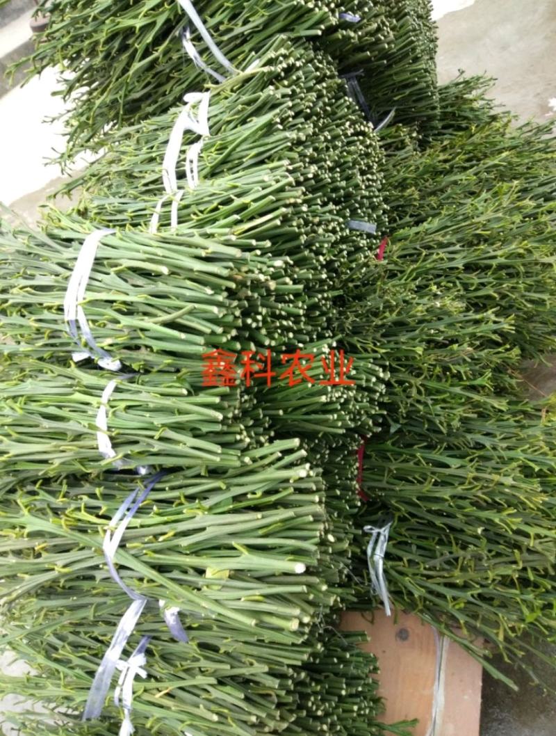 无核沃柑枝条，无核沃柑结果树50亩。可实地考察签合保纯度