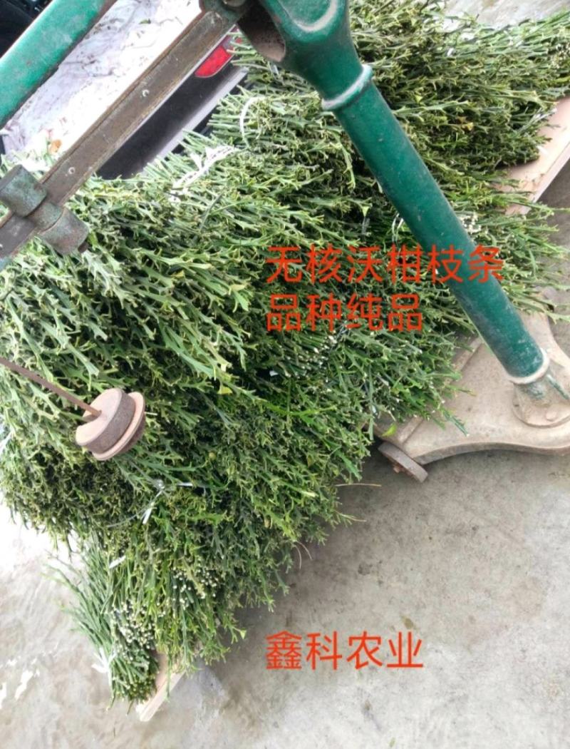 无核沃柑枝条，无核沃柑结果树50亩。可实地考察签合保纯度