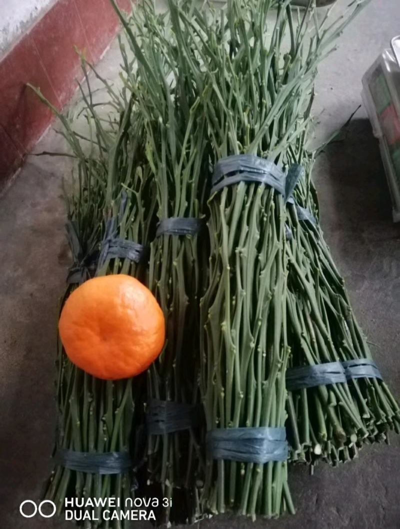 明日见嫁接枝条，中熟品种，包邮，假一罚百，买枝条。送果果