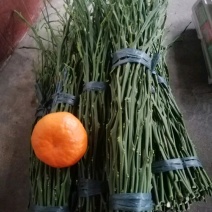 明日见嫁枝条，100亩明日见结果大树，可实地考察，签合同