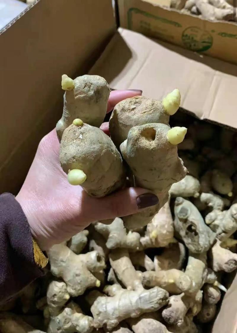 大黄姜【368高产王姜种】脱毒抗病专业技术指导全国发货