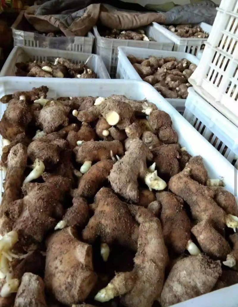 大黄姜【368高产王姜种】脱毒抗病专业技术指导全国发货