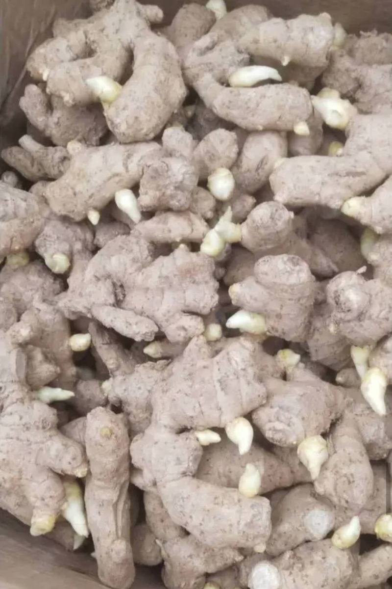 大黄姜【368高产王姜种】脱毒抗病专业技术指导全国发货