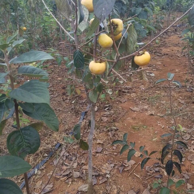 阳丰脆甜柿子苗，货真价实，可签合同，都是基地现挖现发苗