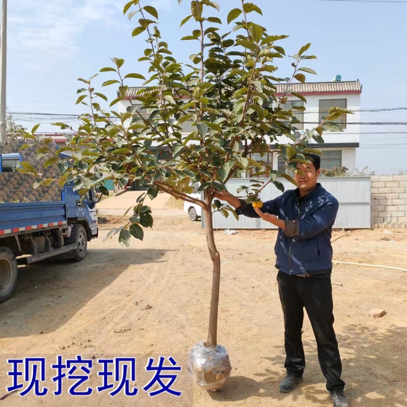 阳丰脆甜柿子苗，货真价实，可签合同，都是基地现挖现发苗