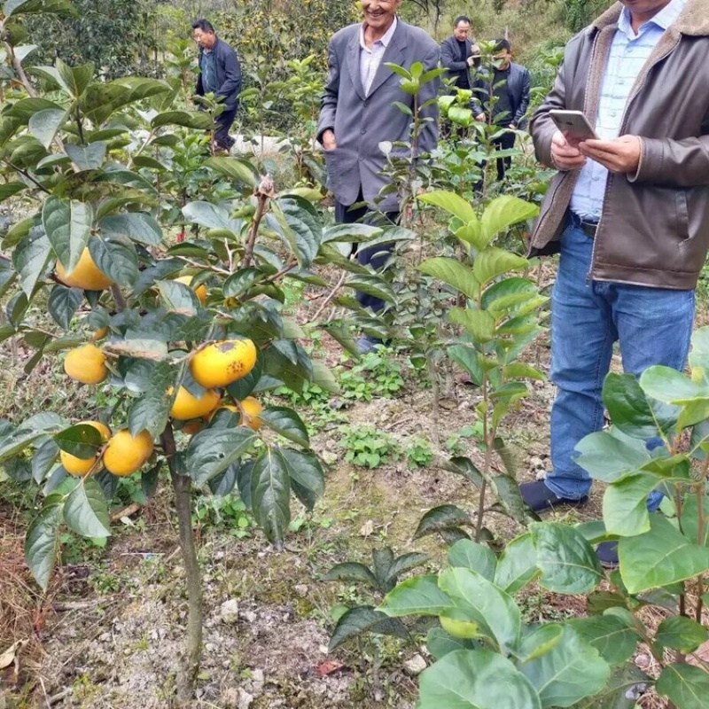 阳丰脆甜柿子苗，货真价实，可签合同，都是基地现挖现发苗