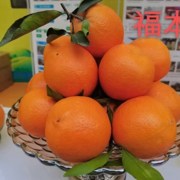 正宗重庆奉节脐橙一件代发招代理