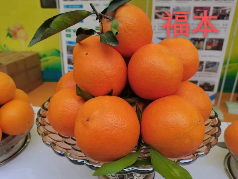 正宗重庆奉节脐橙一件代发招代理