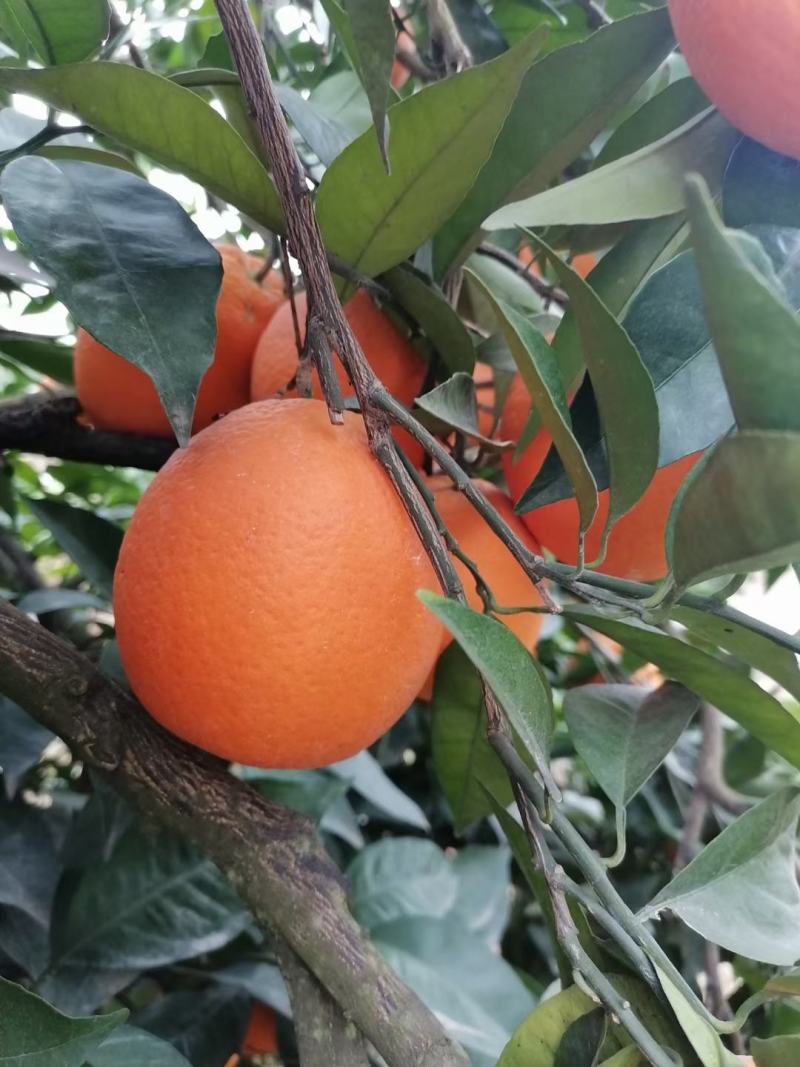 正宗重庆奉节脐橙一件代发招代理