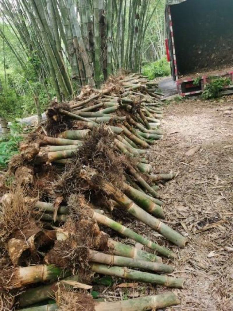 云南甜竹苗水果竹笋用竹子笋子可以直接炒吃生产不用水漂过