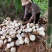 云南甜竹苗水果竹笋用竹子笋子可以直接炒吃生产不用水漂过