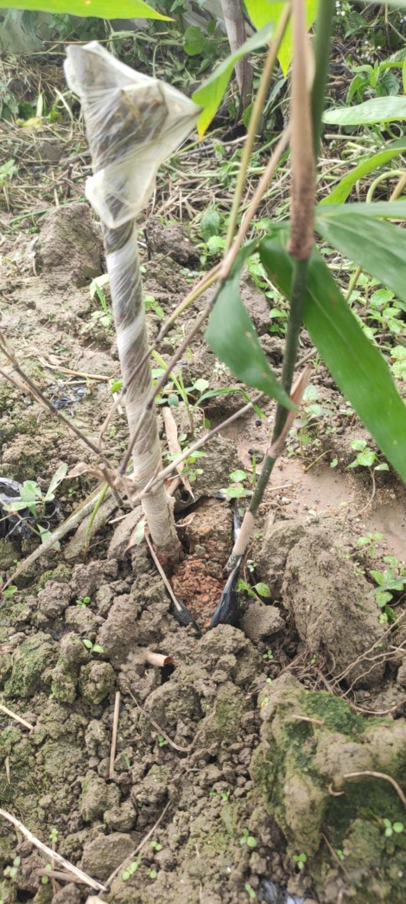 云南甜竹苗水果竹笋用竹子笋子可以直接炒吃生产不用水漂过