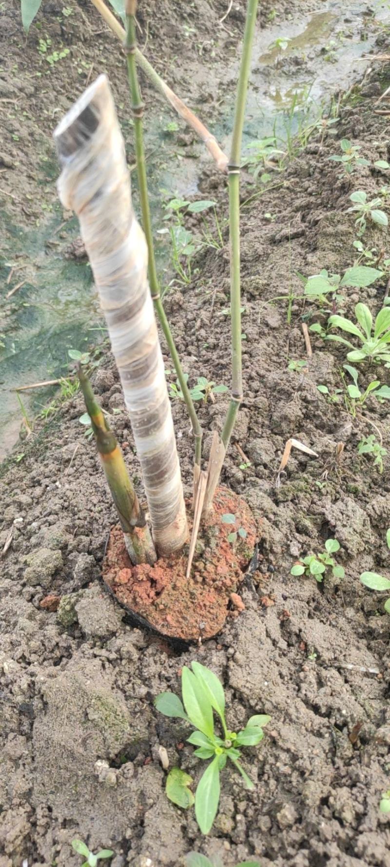 云南甜竹苗水果竹笋用竹子笋子可以直接炒吃生产不用水漂过