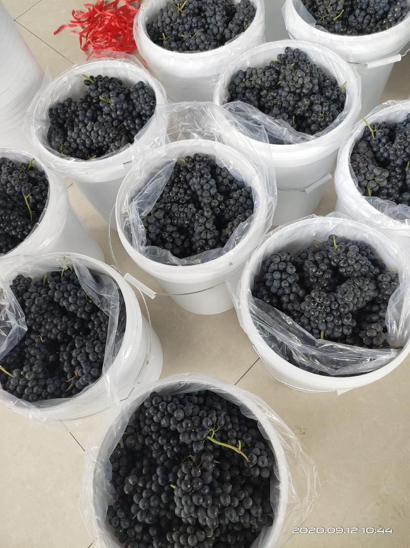 怀来专业酿制干红葡萄品种西拉20斤桶装包邮