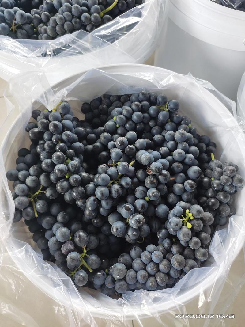 怀来专业酿制干红葡萄品种西拉20斤桶装包邮