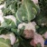 优质花菜，乳白紧花，2到3斤，大量有货，诚信合作
