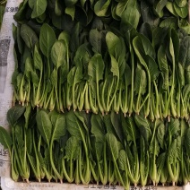 优质精品菠菜开始大量上市，产地直供质优价廉