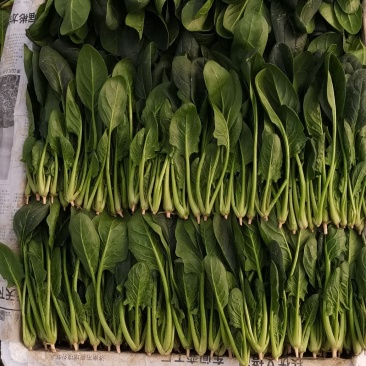 优质精品菠菜开始大量上市，产地直供质优价廉