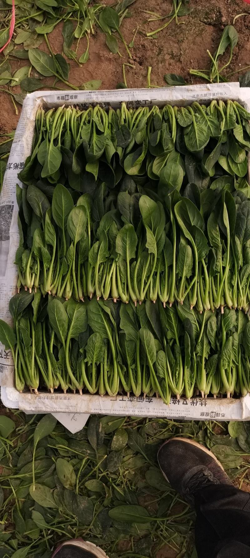 优质精品菠菜开始大量上市，产地直供质优价廉