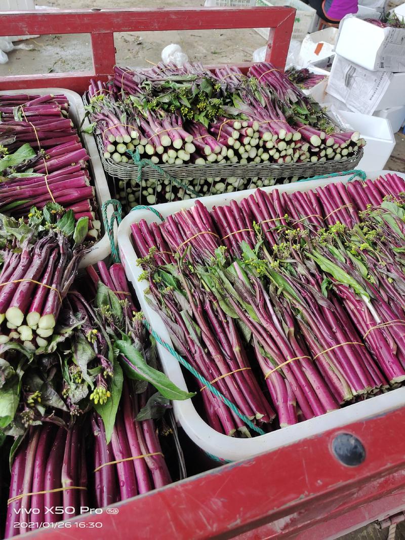 红菜苔油菜苔紫菜苔四川省亿品园农业发展有限公司