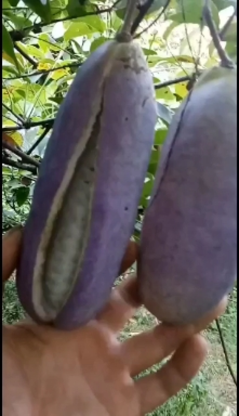 包回收。八月瓜苗子紫果四代苗包存活率，死苗免费补发，
