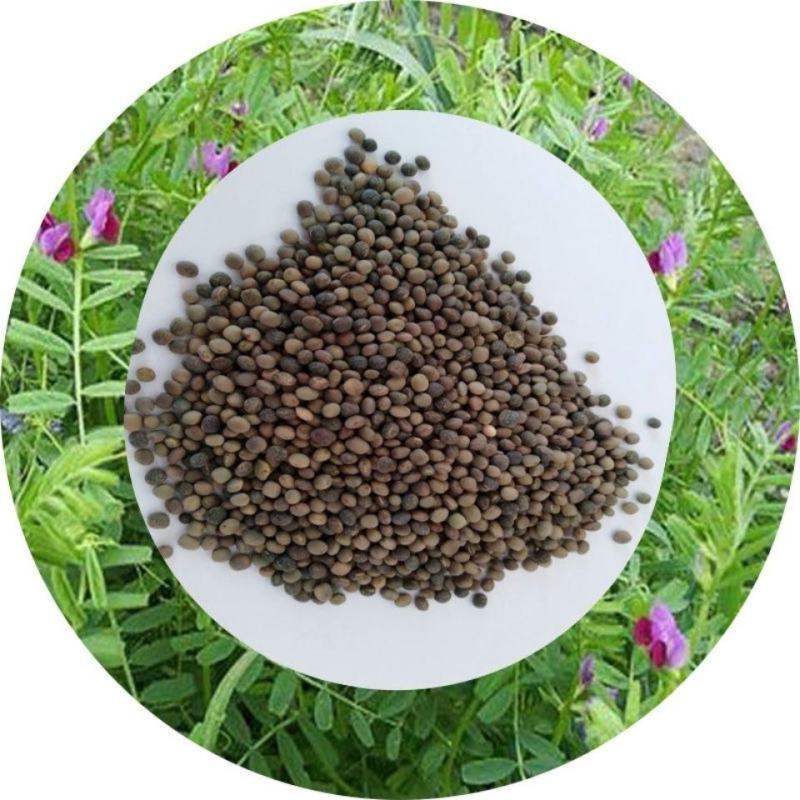 优质绿肥种子箭筈豌豆种子箭舌豌豆野豌豆菜种子牧草粮食牛羊